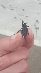 Scotobius pilularius