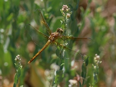 Sympetrum striolatum imitoides