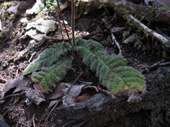 Streptocarpus rexii