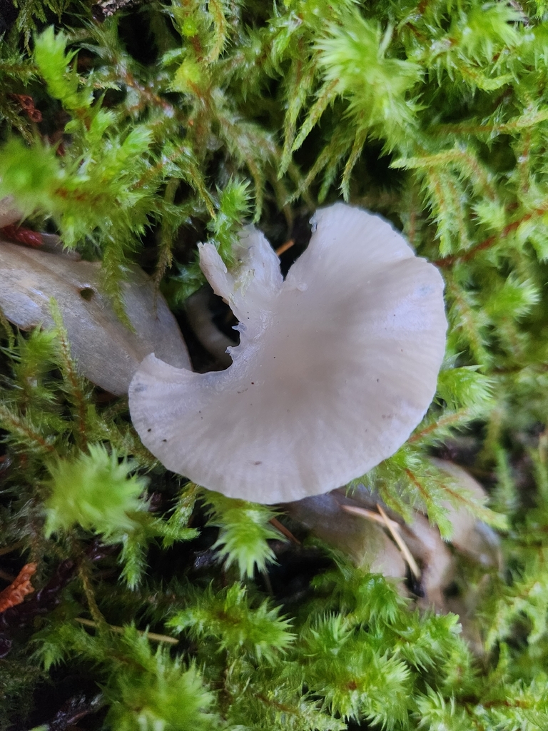 Clitocybe sp. 'CA01' · November 2025 · photo: © lytiic (iNaturalist, cc-by-nc)
