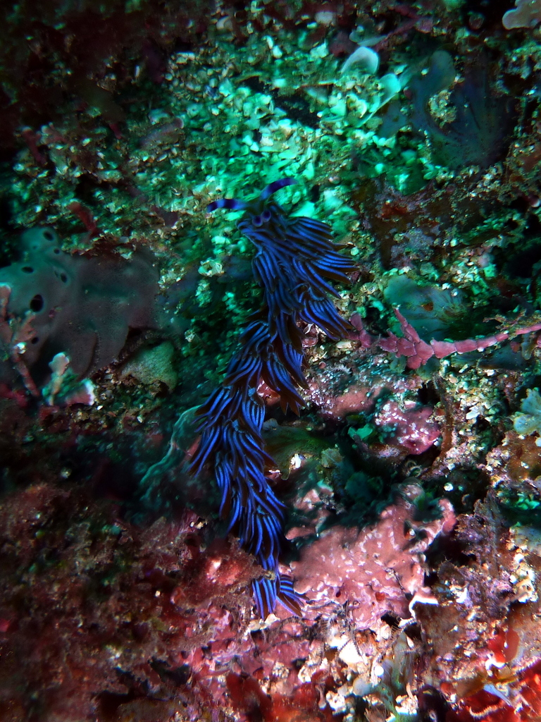 Australian Blue Dragon