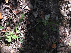Asparagus volubilis