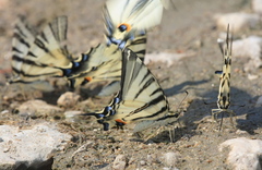 Iphiclides podalirius