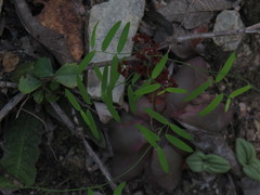 Asparagus volubilis