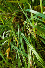 Carex granularis