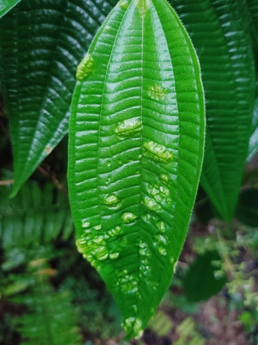 Mesalox paucinotus (Mesalox paucinotus)