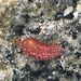 Chiridota - Photo (c) seaslugin, osa oikeuksista pidätetään (CC BY-NC), lähettänyt seaslugin