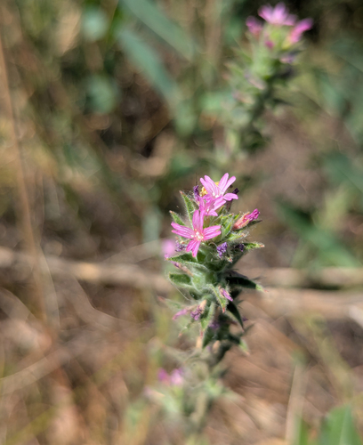 denseflower willowherb (Epilobium densiflorum)