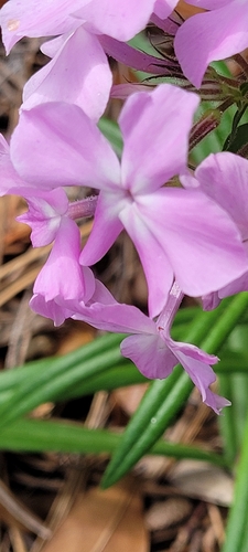 Hairy phlox (Phlox amoena)