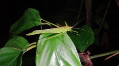 Mecopodinae