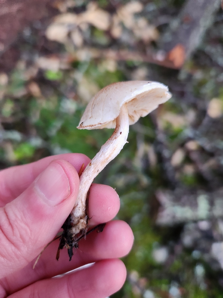 Pholiota decorata · November 2025 · photo: © lytiic (iNaturalist, cc-by-nc)