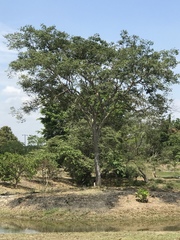 Enterolobium cyclocarpum