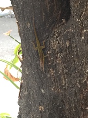 Anolis extremus