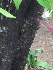 Anolis extremus