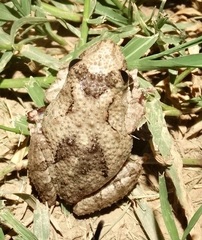 Scinax acuminatus