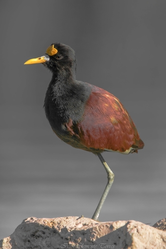 Northern Jacana