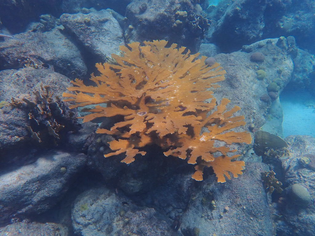 Si l'image tarde � s'afficher, cliquez sur le lien