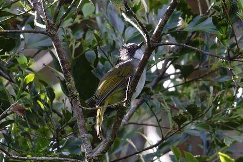 Cinereous Bulbul (Hemixos cinereus), photo 7