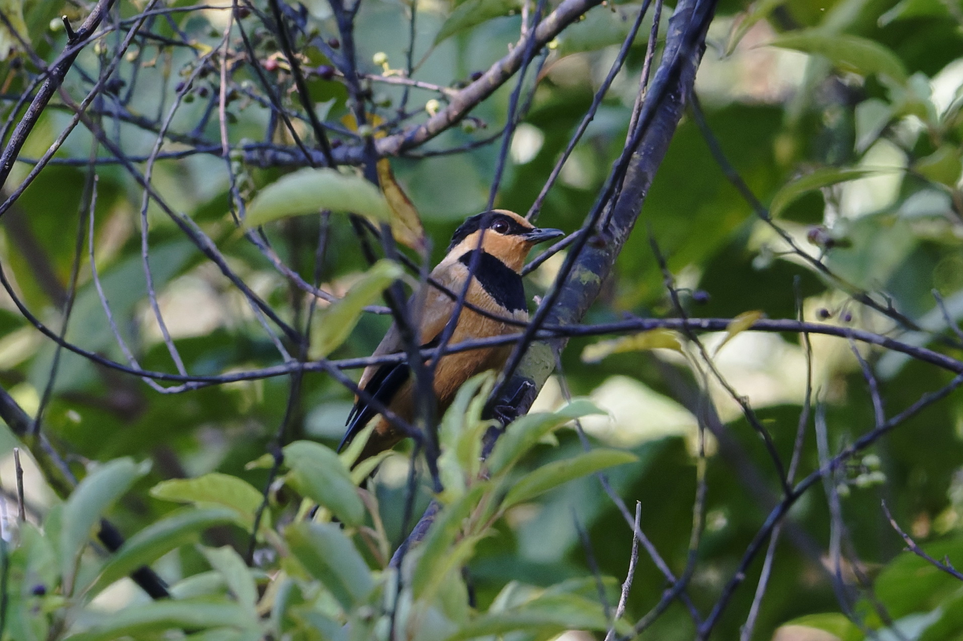 Fruithunter (Chlamydochaera jefferyi), photo 2