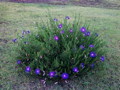 Ipomoea stans
