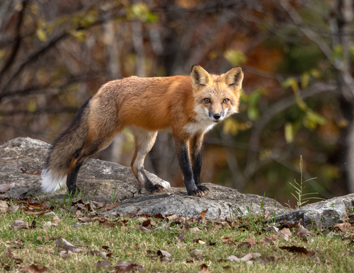Red Fox photographed in Oklahoma