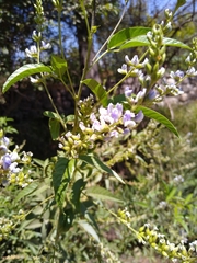 Otholobium glandulosum