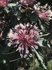 Clerodendrum quadriloculare