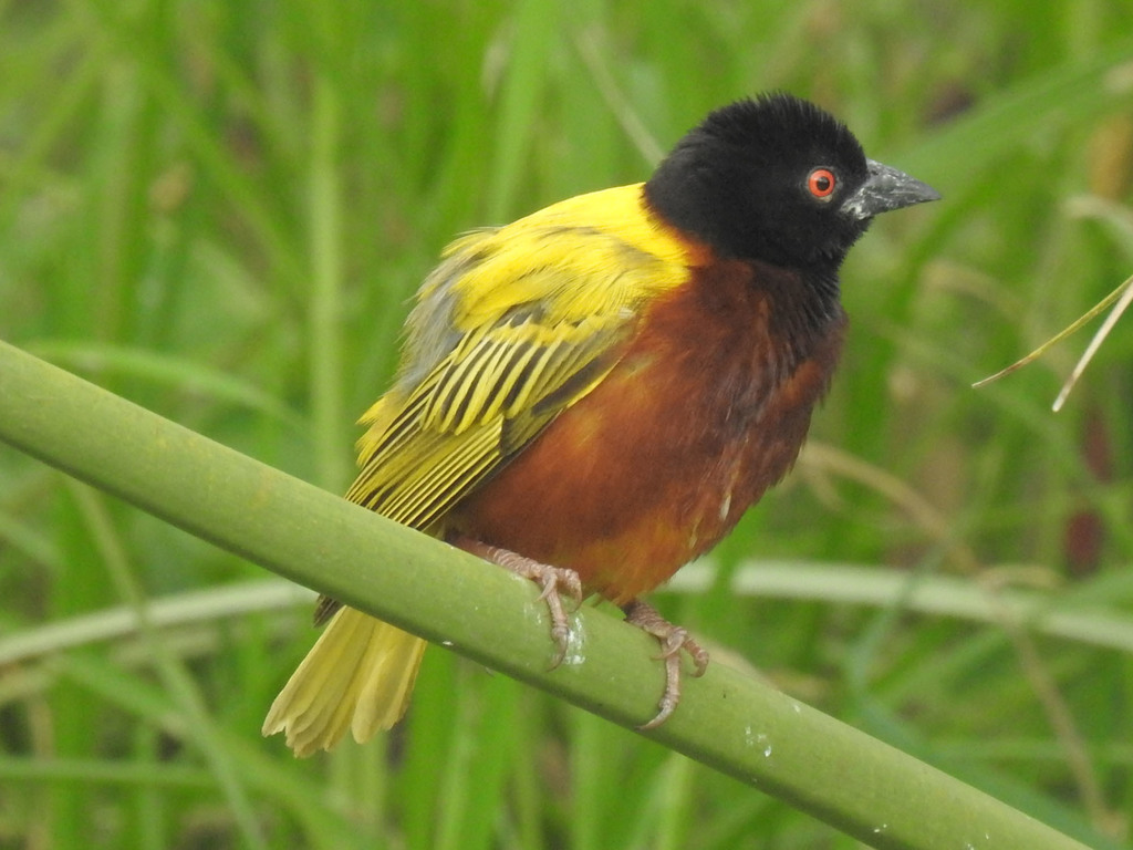 Golden-backed Weaver photo
