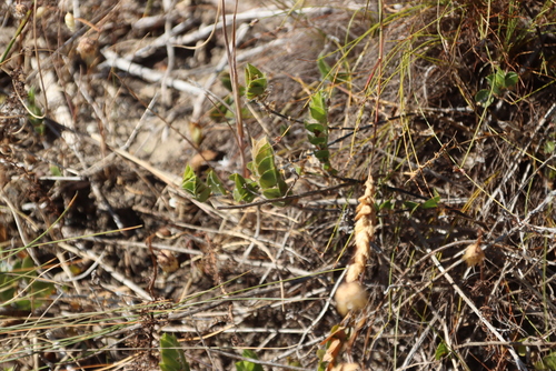 Tile Fountainbush (Psoralea imbricata)