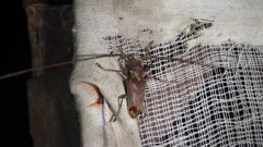 Acalolepta rusticatrix