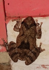 Scinax acuminatus