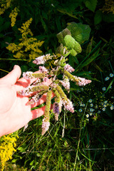 Mentha × rotundifolia