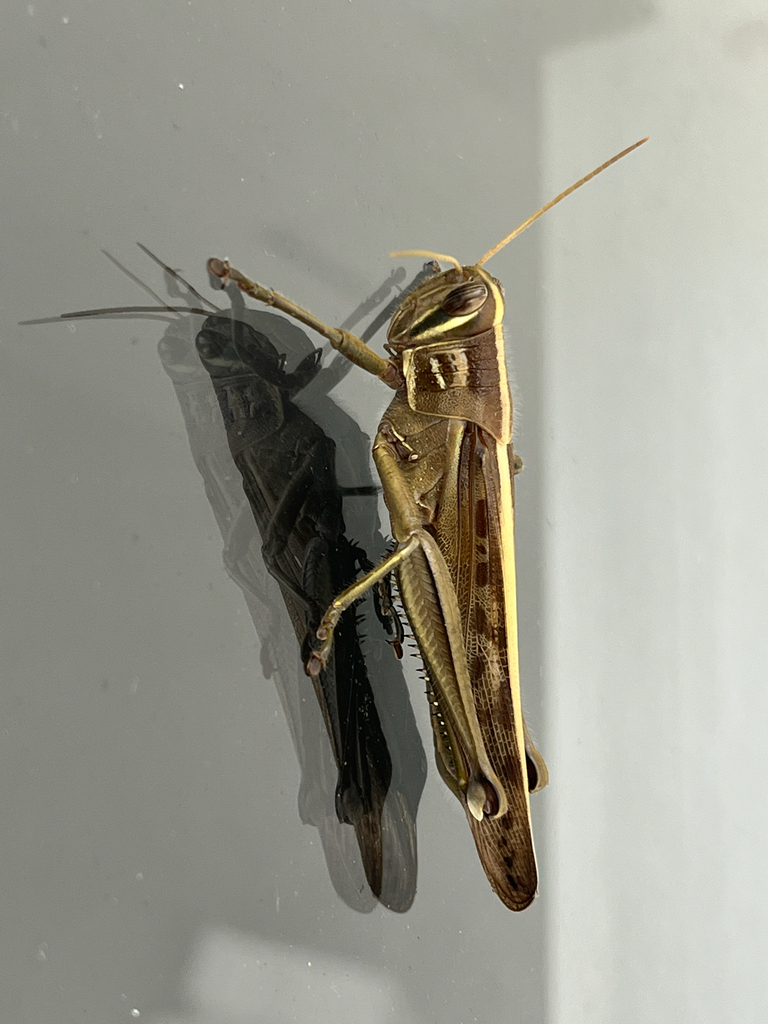 Patanga in November 2025 by Nakatada Wachi · iNaturalist