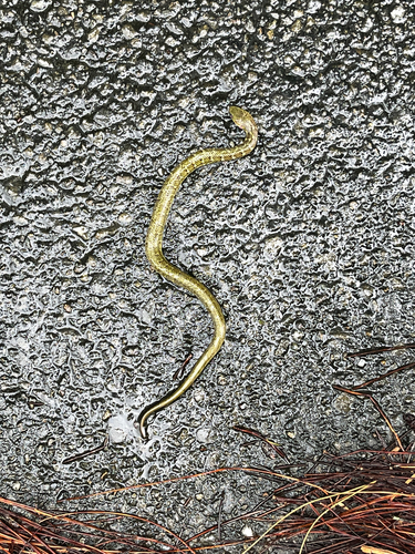 Sakashima green snake
