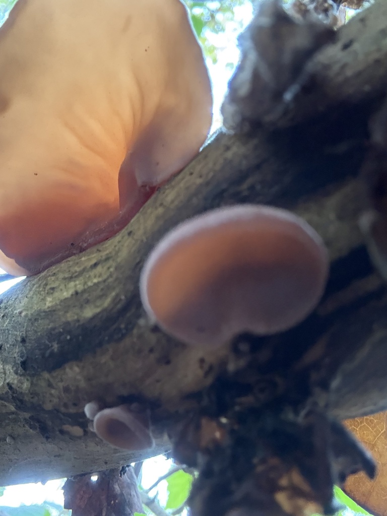 Auricularia auricula-judae · November 2025 · photo: © cjoynson (iNaturalist, cc0)