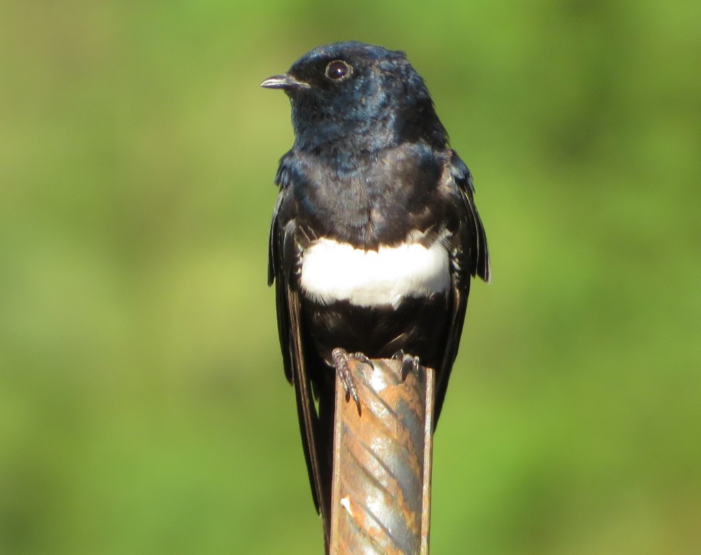 White-banded Swallow photo