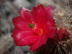 Austrocylindropuntia shaferi