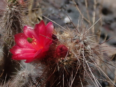 Austrocylindropuntia shaferi