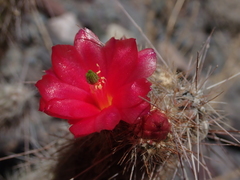 Austrocylindropuntia shaferi
