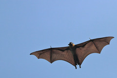 Pteropus giganteus