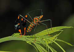 Diactor bilineatus