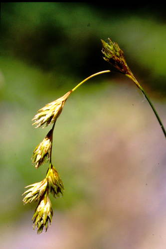Carex foenea (Carex foenea)
