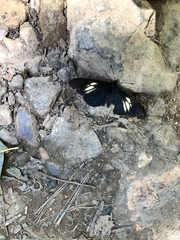 Altinote ozomene nox