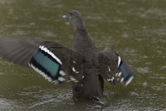 African Black Duck photo 3