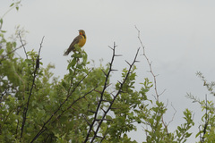 Macronyx capensis colletti