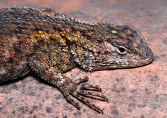 Sceloporus esperanzae