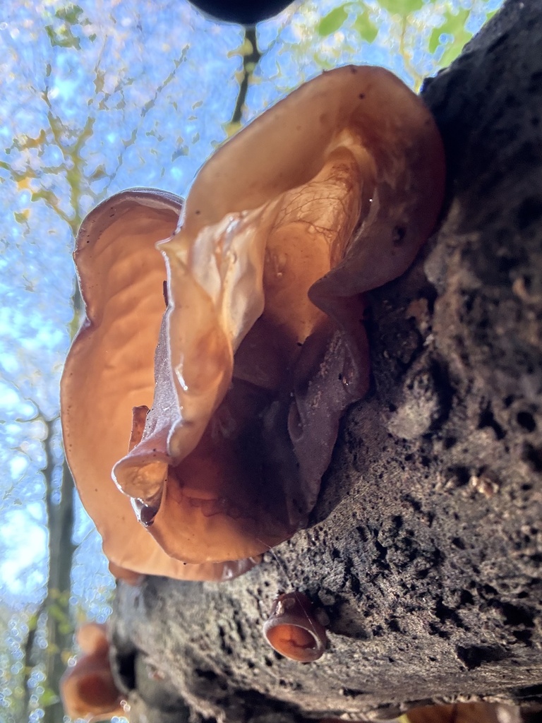 Auricularia auricula-judae · November 2025 · photo: © cjoynson (iNaturalist, cc0)