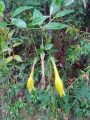 Lisianthius longifolius