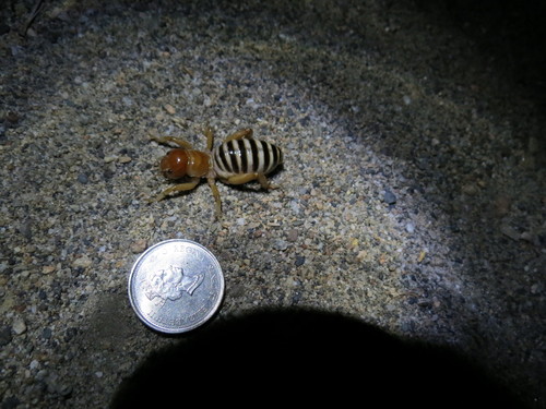 Photo of Juniper Dunes Jerusalem Cricket (Ammopelmatus juniperdunes)
