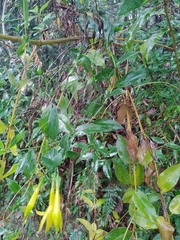 Lisianthius longifolius